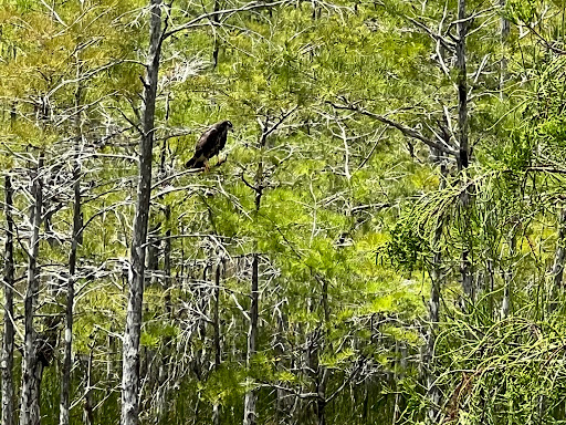 Nature Preserve «Grassy Waters Preserve», reviews and photos, 8264 Northlake Blvd, West Palm Beach, FL 33412, USA