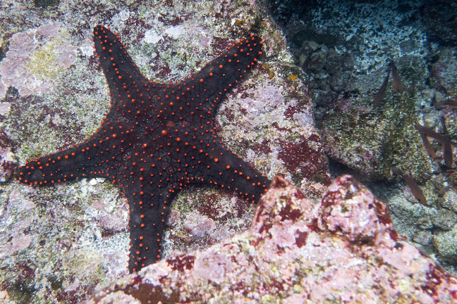 Opiniones de Galapagos Travellers Diving Center en Puerto Ayora - Agencia de viajes