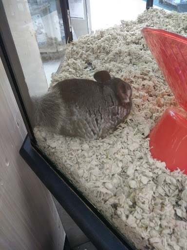 Pet Supply Store «Petco Animal Supplies», reviews and photos, 4013 W Walnut St, Rogers, AR 72756, USA