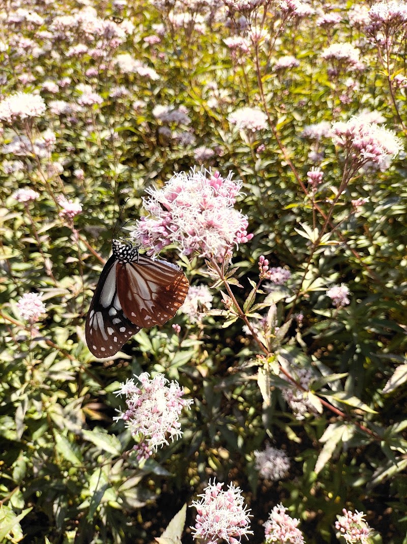 伊藤植物園