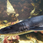 Photo n°34 de l'avis de Natascha.r fait le 27/12/2021 à 07:31 sur le  Aquarium Wilhelmshaven incl. Prehistoric Sea Museum à Wilhelmshaven