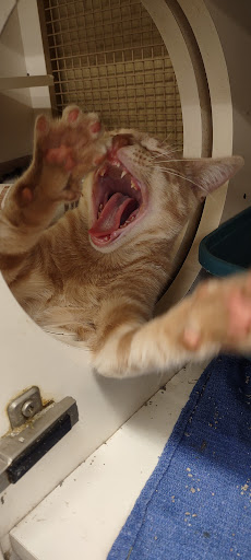 Pet Supply Store «Petco Animal Supplies», reviews and photos, 4030 N MacArthur Blvd #200, Irving, TX 75038, USA