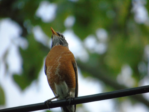 Memorial Park «Governor John Notte Memorial Park», reviews and photos, 1801 Douglas Ave, North Providence, RI 02904, USA