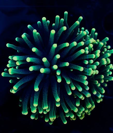 Tropical Fish Store «New York Reef Aquatic», reviews and photos, 45-62 162nd St, Flushing, NY 11358, USA