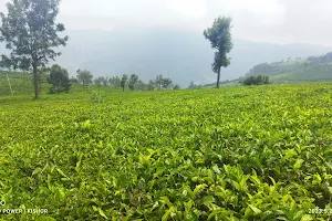 Singara Tea Estate image