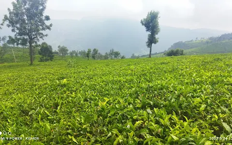 Singara Tea Estate image