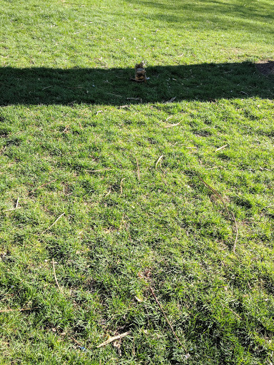 Park «Civic Center Park», reviews and photos, 101 14th Avenue, Denver, CO 80204, USA