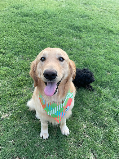 Pet Supply Store «PetSmart», reviews and photos, 79375 CA-111, La Quinta, CA 92253, USA