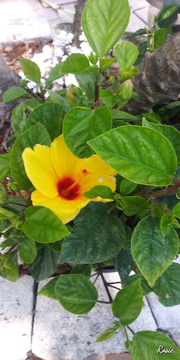 Hardware Store «Vision Ace Hardware», reviews and photos, 1750 Main St, Dunedin, FL 34698, USA