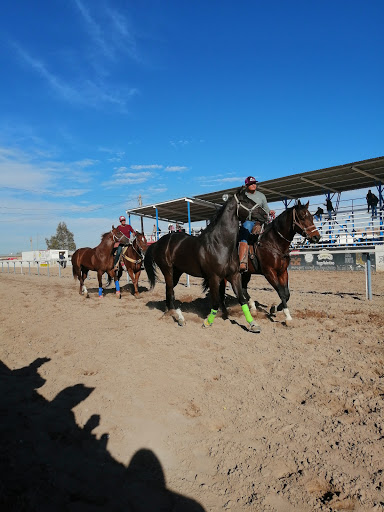 Servicio de alquiler de caballos Victoria de Durango