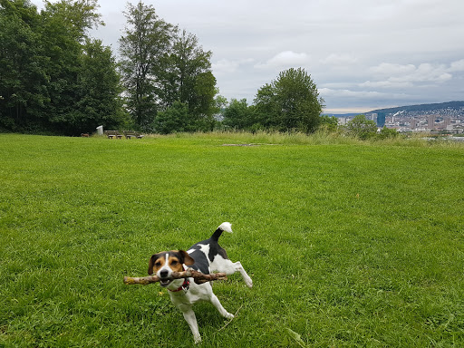 Hundetagi - Hundebetreuung in der Stadt Zürich