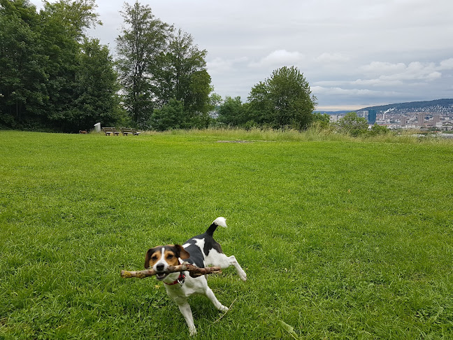 Rezensionen über Hundetagi - Hundebetreuung in der Stadt Zürich in Zürich - Hundeschule