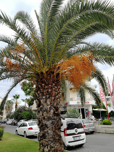 Odeon Tours Brunch Ofis