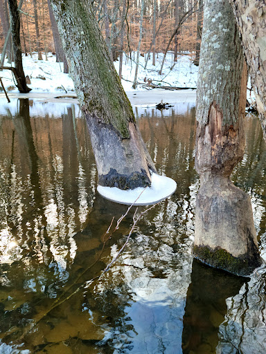 Nature Preserve «Piedmont Environmental Center», reviews and photos, 1220 Penny Rd, High Point, NC 27265, USA