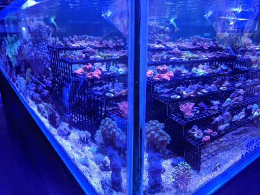 Tropical Fish Store «Elegant Reef - Tropical Fish Studio», reviews and photos, 301 W Nakoma Dr, San Antonio, TX 78216, USA