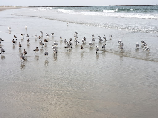 Tourist Attraction «Beach Access», reviews and photos, Alantic Ave, Pawleys Island, SC 29585, USA