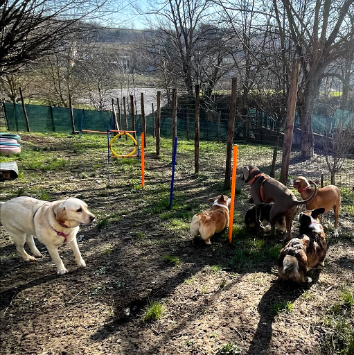 Pensioni per cani e dog hotel a La Casa di Denver A.S.D.