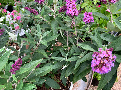 Plant Nursery «Sturtz & Copeland Florist & Greenhouses», reviews and photos, 2851 Valmont Rd, Boulder, CO 80301, USA