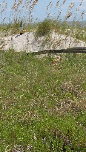 Amusement Park «O.D. Pavilion Amusement Park», reviews and photos, 90 S Ocean Blvd, North Myrtle Beach, SC 29582, USA