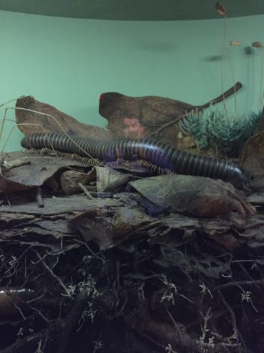 Museum «Museum of the City of New York», reviews and photos, 1220 5th Ave & 103rd St, New York, NY 10029, USA