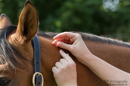 Tierarztpraxis für Akupunktur Chiropraktik Osteopathie Energetik - Dr. Jasmin Wissemann unter Fritzlar, Hessen