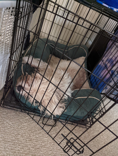 Pet Supply Store «PetSmart», reviews and photos, 13927 New Halls Ferry Road, Florissant, MO 63033, USA