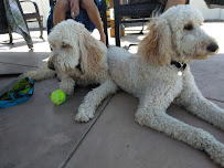 Fur Babies Pet Salon - Photo 8 - Car repair in Apple Valley, CA, Victorville