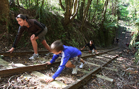 Te Aroha Mountain Gold Mining Walking Tracks