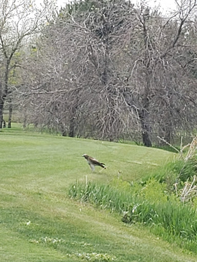 Golf Course «Raccoon Creek Golf Course», reviews and photos, 7301 W Bowles Ave, Littleton, CO 80123, USA
