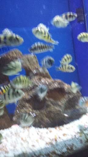 Pet Store «Olathe Pet Shop», reviews and photos, 16651 151st St, Olathe, KS 66062, USA