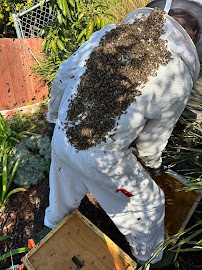 Pro Bee Rescue - Photo 3 - Car repair in , Thousand Oaks