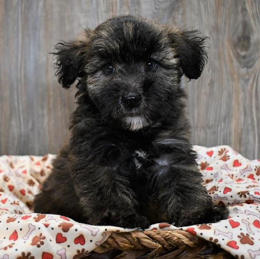 Pet Store «Pet Express», reviews and photos, 250 Granite St, Braintree, MA 02184, USA