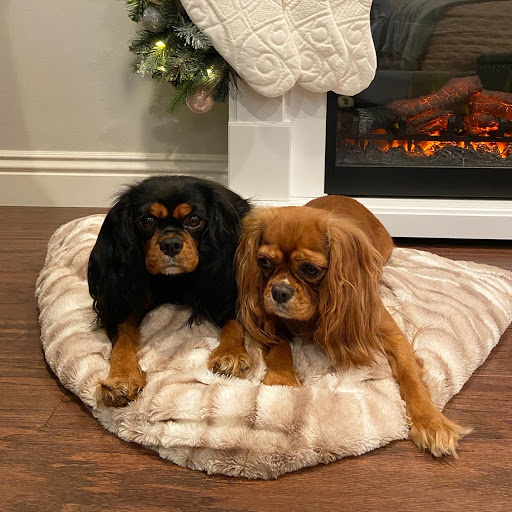 Adorable Cavaliers of Southern California