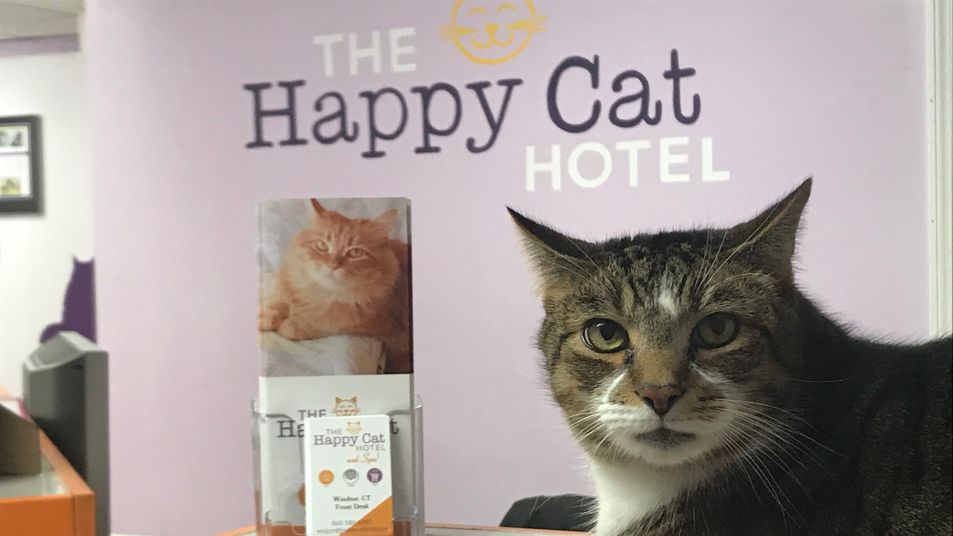 Happy Cat Hotel