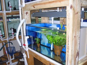Contemporary Aquarium & Design - photo 12