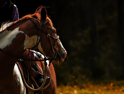 Horse & Hound Photography