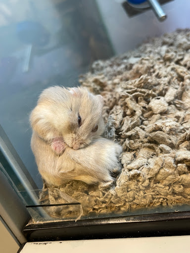 Pet Supply Store «Petco Animal Supplies», reviews and photos, 5994 Montana Ave, El Paso, TX 79925, USA