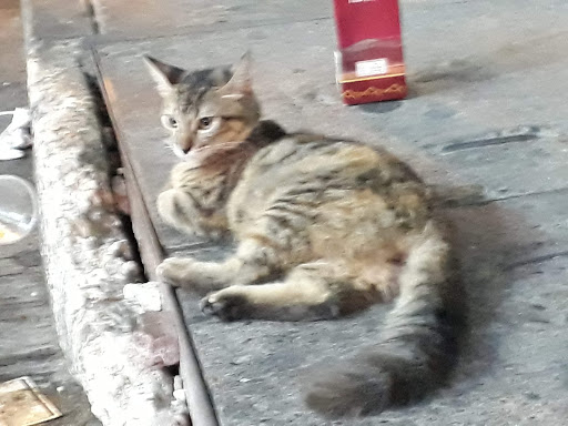 Cat bars in Cartagena
