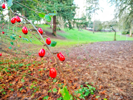 Park «Kenilworth Park», reviews and photos, SE Holgate Blvd & Southeast 34th Avenue, Portland, OR 97202, USA