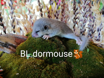BL​ dormouse​