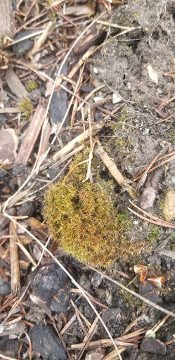 Park «Viewpoint Park», reviews and photos, 134th & NE 24th Street, Bellevue, WA 98005, USA