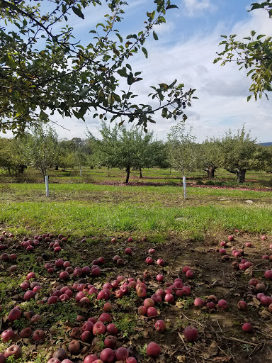 Winery «Echo Hill Orchards & Winery», reviews and photos, 101 Wilbraham Rd, Monson, MA 01057, USA