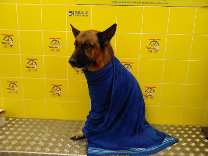 Peluquería canina LavaCanLeón - Servicios para mascota en León
