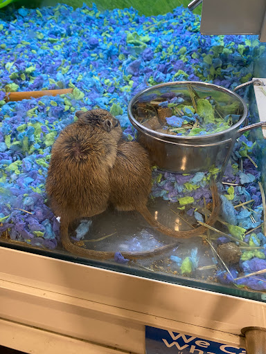 Pet Supply Store «PetSmart», reviews and photos, 849 E 23rd St, Panama City, FL 32405, USA