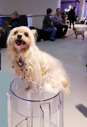 Car Dealer «Ferrari-Maserati of Long Island», reviews and photos, 65 S Service Rd, Plainview, NY 11803, USA