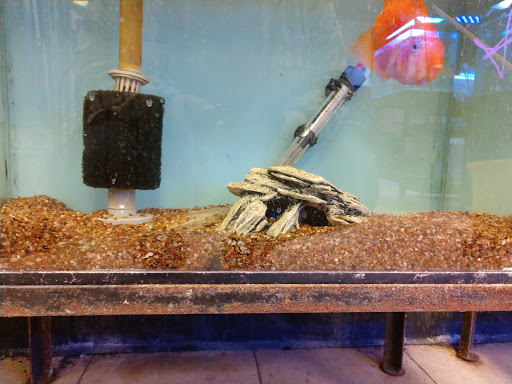Tropical Fish Store «Aquarium Oddballs», reviews and photos, 6115 E 31st St, Tulsa, OK 74135, USA