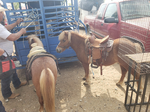 Flea Market «Las Esperanza Flea Market», reviews and photos, 18820 Pleasanton Rd, San Antonio, TX 78221, USA