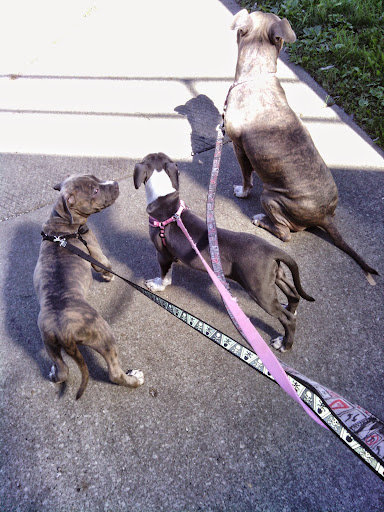 Park «Independence Park», reviews and photos, 3945 N Springfield Ave, Chicago, IL 60618, USA