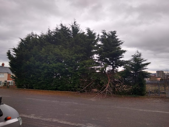 Belfast Tree & Garden Services - Pruned /Topped/Removed - Landscaper