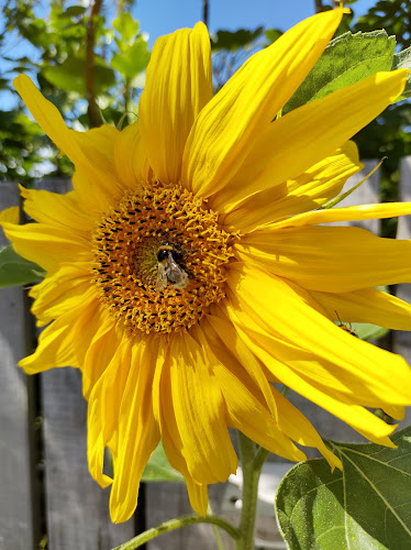 The Edible Backyard Gardener Open Times